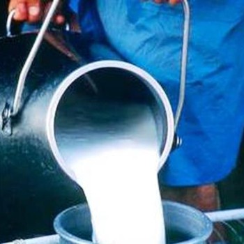 Aumentar a produção para comercialização em laticínio é objetivo de produtores do Sul do TO