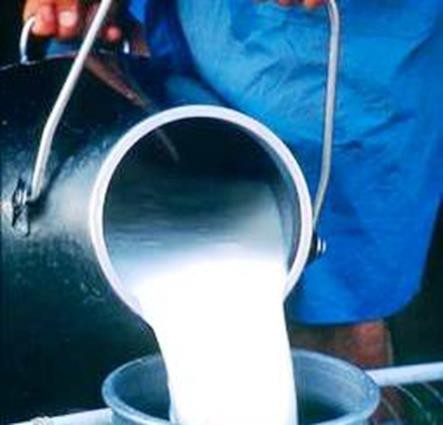 Aumentar a produção para comercialização em laticínio é objetivo de produtores do Sul do TO