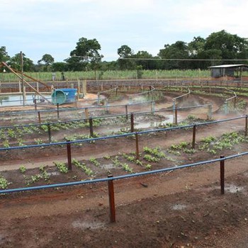 Horta tipo Mandala encanta agricultores familiares