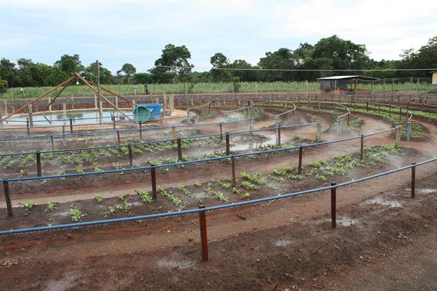 Horta tipo Mandala encanta agricultores familiares