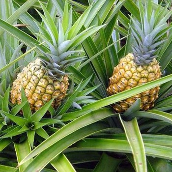 O fruto é ricamente cultivado em Pau D'arco