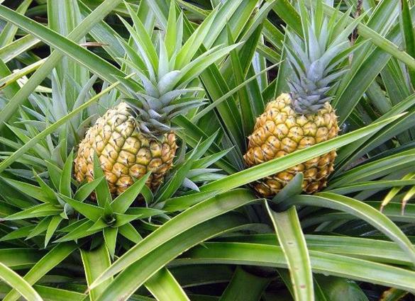 O fruto é ricamente cultivado em Pau D'arco